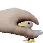 Duck GIF Template
