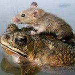 Mouse riding frog meme