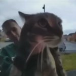 Cat on the ring camera