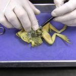 Dissecting frog