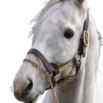 Gold Ship horse head