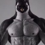 Penguin Chad