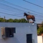 Horse on a building