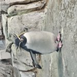 penguin come at me bro