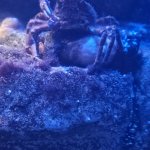 crab get off my lawn