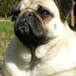 Pug