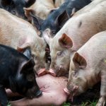 Pigs Hogs eating human feeding