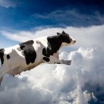 cow ascending from the heavens
