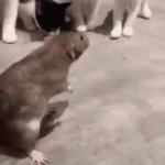 bad rat GIF Template