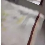 Cat hits Window GIF Template