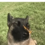 Sharks are mostly harmless to us. They actually have a good role in the ecosystem. Dolphins and humans are the real threat | WHAT SHARKS ACTUALLY ARE: | image tagged in gifs,shark,fun,misunderstanding,memes,ocean | made w/ Imgflip video-to-gif maker