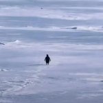 penguin going to the mountains