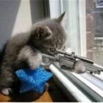 cats with guns meme