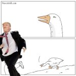 Goose Trump Running