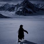 Lone penguin