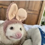 bunny ear rodent template