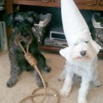 CATS Aren’t As Racist