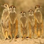 meerkats 