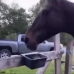 Horse GIF Template