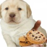 Puppy with cookie