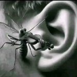 Mosquito in ear meme