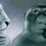 Lion and monkey thinking