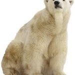 polar bear
