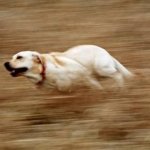 very fast running dog