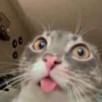 Cat GIF Template
