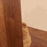 shy cat hiding GIF Template