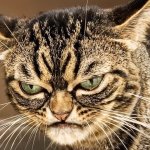 Upset Angry Cat template