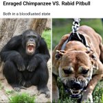 Funny | I KNOW YOU HEARD ABOUT FAFO; I GIVE YOU CHIMP AND SEE | image tagged in funny,fafo,new,chimp,pitbull,who would win | made w/ Imgflip meme maker