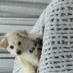 Say Whaaaat! template