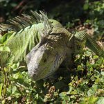 Iguana