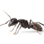 ant meme