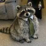 Racoon with tie