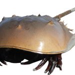Horseshoe Crab