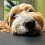 All the things template