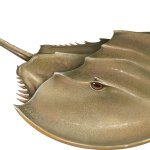 Horseshoe Crab