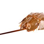 Horseshoe Crab Back
