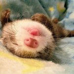 sleeping ferret