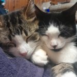 ooh eeh ooh ah ah ting tang walla walla bing bang