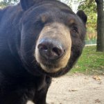 Nose Bear