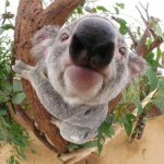 koala closeup