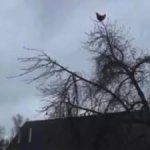 Chicken on tree
