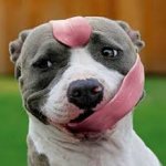 stretchy tongue dog meme