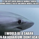 Dont askk | IF YOU GUYS WERE BORN AS ANIMALS, WHICH ANIMAL WOULD YOU BE AND WHERE WOULD YOU BE? I WOULD BE A SHARK IN AN AQUARIUM (DONT ASK) | image tagged in awkward shark,animal | made w/ Imgflip meme maker