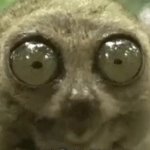 Big Eyes Squirrel Rodent