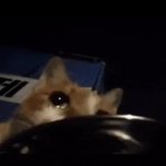 Crying cat eating GIF Template