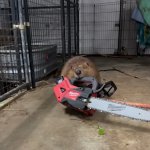 Beaver really hate trees
